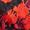 flame red